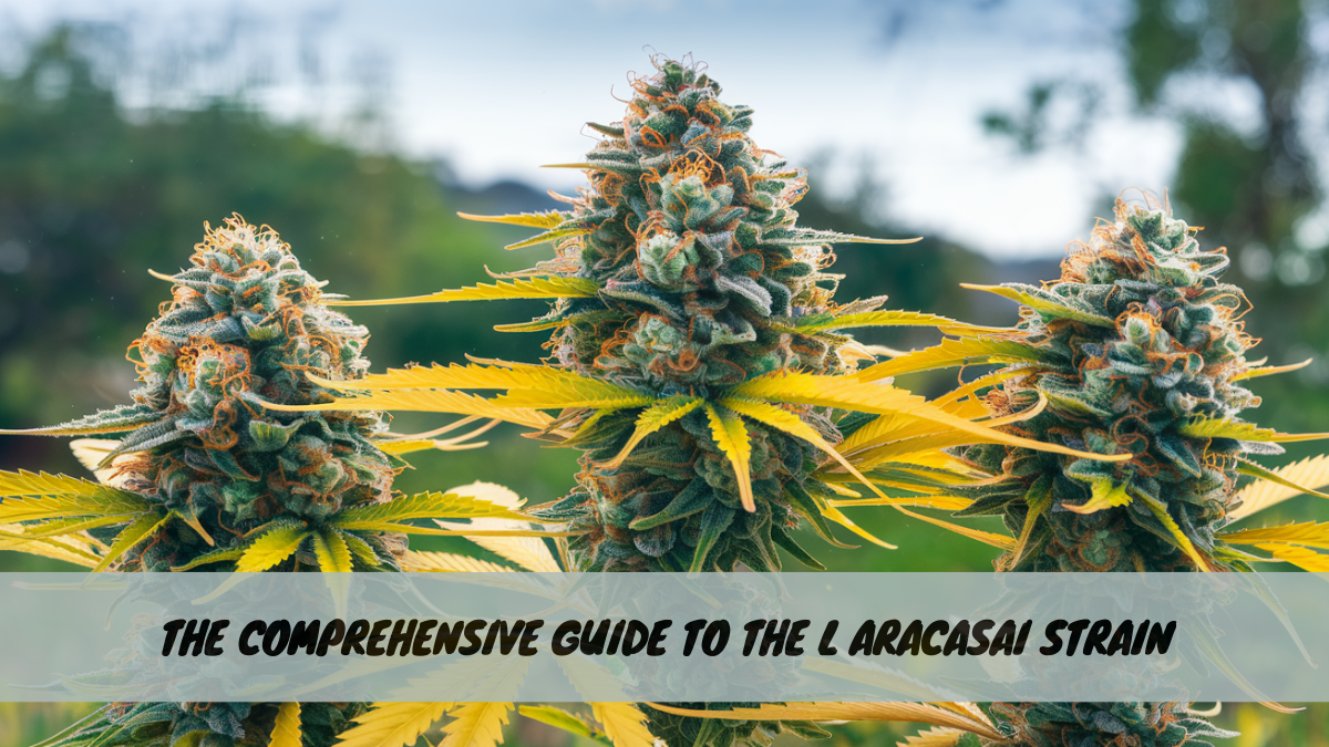 The Comprehensive Guide to the L Aracasai Strain